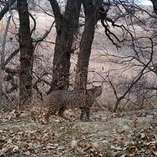 terrybobcat