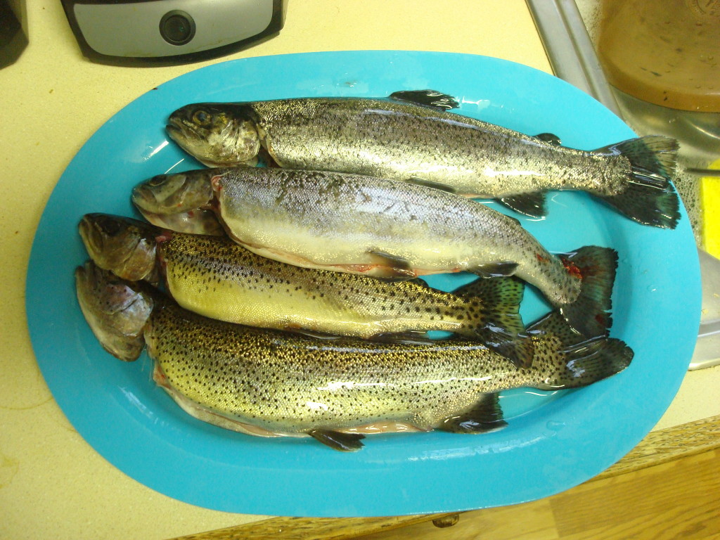 trout2